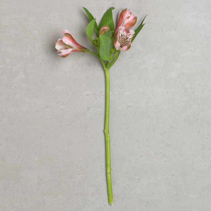Alstroemeria flower stem