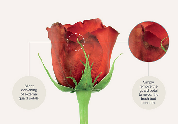 Rose Guard Petals Example