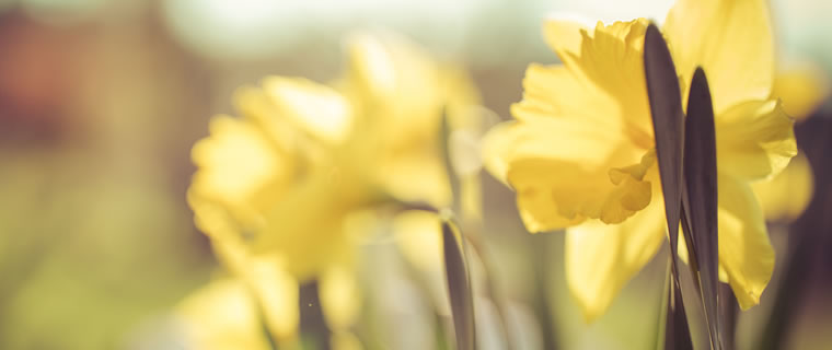 Daffodil March Birth Flower