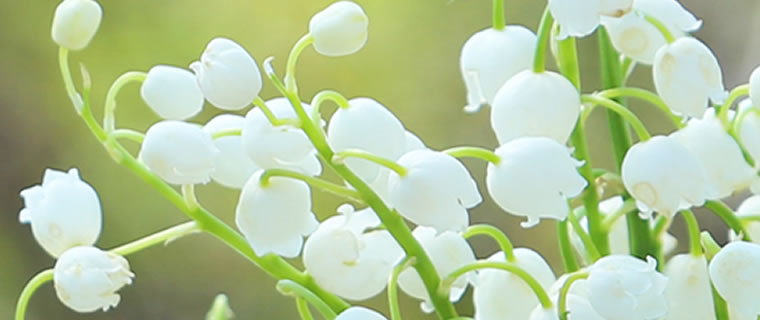 Lily Of The Valley May Birth Flower