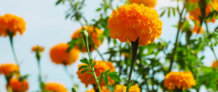 Marigold October Birth Flower