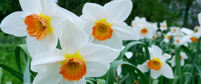 Narcissus December Birth Flower