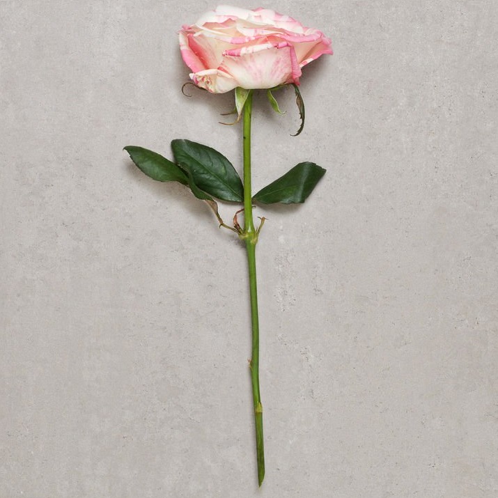 Rose flower single stem with guard petal