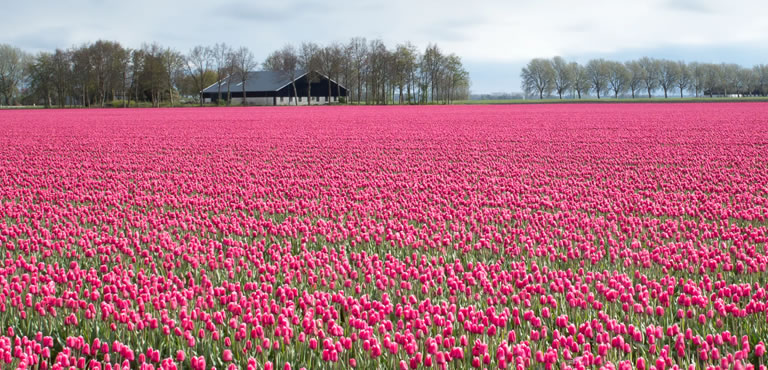 tulip field netherlands